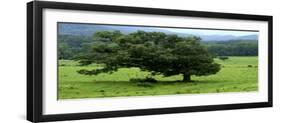Lord Of The Trees-Herb Dickinson-Framed Photographic Print