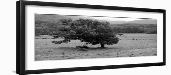 Lord Of The Trees-Herb Dickinson-Framed Photographic Print