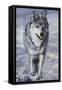 Lord of the Winterland-Jenny Newland-Framed Stretched Canvas