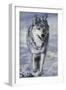 Lord of the Winterland-Jenny Newland-Framed Giclee Print