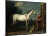 Lord Oxford's "Bloody-Shouldered Arabian" Held by a Groom in Arabian Dress-John Wootton-Mounted Giclee Print