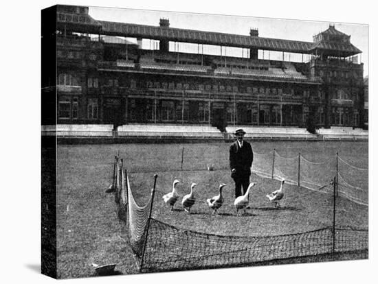 Lord's Cricket Ground as a Goose Farm, 1915-null-Stretched Canvas