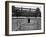 Lord's Cricket Ground as a Goose Farm, 1915-null-Framed Photographic Print