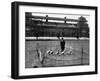 Lord's Cricket Ground as a Goose Farm, 1915-null-Framed Photographic Print