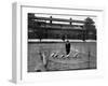 Lord's Cricket Ground as a Goose Farm, 1915-null-Framed Photographic Print