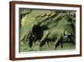 Brown Frame