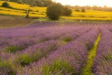 Horses in the fields at sunset, Monte Cucco Park, Apennines, Umbria, Italy, Europe-Lorenzo Mattei-Photographic Print