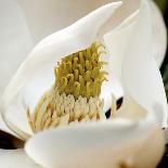 magnolia blossom-Lori Hutchison-Photographic Print