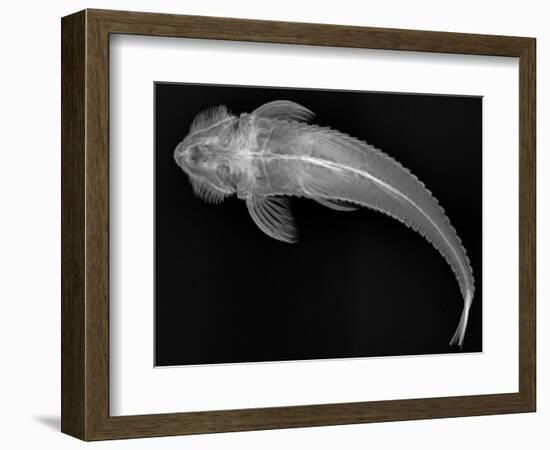 Loricariid Catfish-Sandra J. Raredon-Framed Art Print