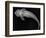 Loricariid Catfish-Sandra J. Raredon-Framed Art Print