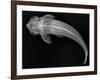 Loricariid Catfish-Sandra J. Raredon-Framed Art Print