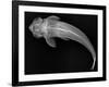 Loricariid Catfish-Sandra J. Raredon-Framed Art Print