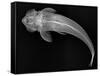 Loricariid Catfish-Sandra J. Raredon-Framed Stretched Canvas