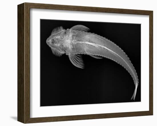 Loricariid Catfish-Sandra J. Raredon-Framed Art Print