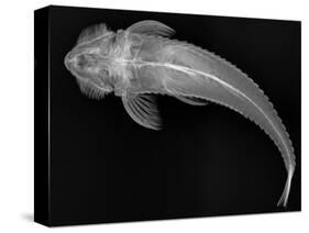 Loricariid Catfish-Sandra J. Raredon-Stretched Canvas