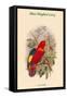 Lorius Tibialis - Blue-Thighed Lory-John Gould-Framed Stretched Canvas