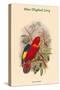 Lorius Tibialis - Blue-Thighed Lory-John Gould-Stretched Canvas