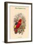 Lorius Tibialis - Blue-Thighed Lory-John Gould-Framed Art Print