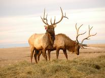 Two Elk-Lorraine Swanson-Photographic Print
