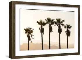 Los Angeles, California, USA: Five Palm Tress In A Row During The Golden Hour Just Before Sunset-Axel Brunst-Framed Photographic Print