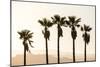 Los Angeles, California, USA: Five Palm Tress In A Row During The Golden Hour Just Before Sunset-Axel Brunst-Mounted Photographic Print