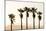 Los Angeles, California, USA: Five Palm Tress In A Row During The Golden Hour Just Before Sunset-Axel Brunst-Mounted Photographic Print