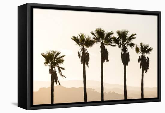 Los Angeles, California, USA: Five Palm Tress In A Row During The Golden Hour Just Before Sunset-Axel Brunst-Framed Stretched Canvas