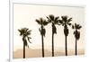 Los Angeles, California, USA: Five Palm Tress In A Row During The Golden Hour Just Before Sunset-Axel Brunst-Framed Photographic Print