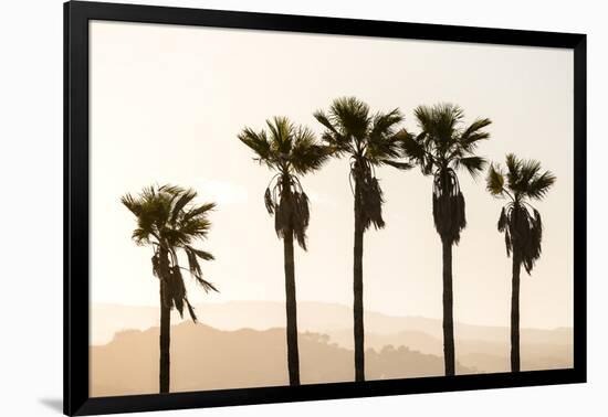 Los Angeles, California, USA: Five Palm Tress In A Row During The Golden Hour Just Before Sunset-Axel Brunst-Framed Photographic Print