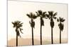 Los Angeles, California, USA: Five Palm Tress In A Row During The Golden Hour Just Before Sunset-Axel Brunst-Mounted Photographic Print