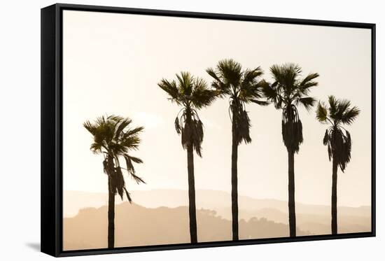 Los Angeles, California, USA: Five Palm Tress In A Row During The Golden Hour Just Before Sunset-Axel Brunst-Framed Stretched Canvas