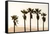 Los Angeles, California, USA: Five Palm Tress In A Row During The Golden Hour Just Before Sunset-Axel Brunst-Framed Stretched Canvas