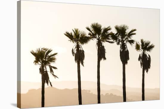 Los Angeles, California, USA: Five Palm Tress In A Row During The Golden Hour Just Before Sunset-Axel Brunst-Stretched Canvas