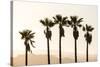 Los Angeles, California, USA: Five Palm Tress In A Row During The Golden Hour Just Before Sunset-Axel Brunst-Stretched Canvas