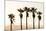 Los Angeles, California, USA: Five Palm Tress In A Row During The Golden Hour Just Before Sunset-Axel Brunst-Mounted Photographic Print