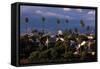 Los Angeles, California-Larry Brownstein-Framed Stretched Canvas