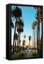 Los Angeles Downtown Park View with Palm Trees.-Songquan Deng-Framed Stretched Canvas