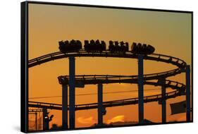 Los Angeles, Santa Monica, Roller Coaster at Sunset, Pacific Park-David Wall-Framed Stretched Canvas