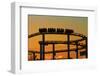 Los Angeles, Santa Monica, Roller Coaster at Sunset, Pacific Park-David Wall-Framed Photographic Print