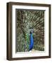 Los Angeles Zoo 1996-Nick Ut-Framed Premium Photographic Print