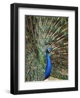 Los Angeles Zoo 1996-Nick Ut-Framed Premium Photographic Print