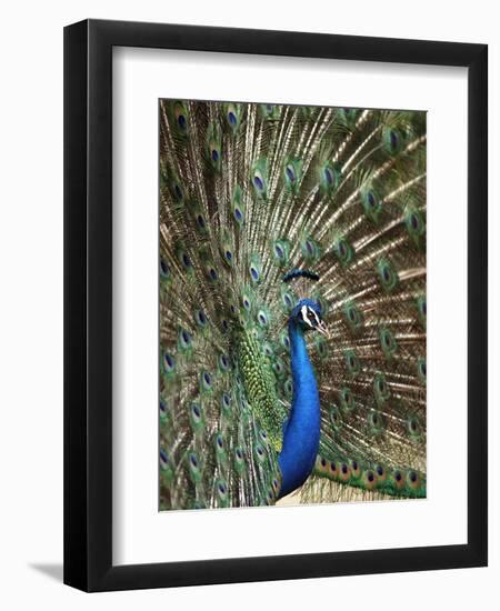 Los Angeles Zoo 1996-Nick Ut-Framed Premium Photographic Print