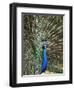 Los Angeles Zoo 1996-Nick Ut-Framed Premium Photographic Print