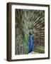 Los Angeles Zoo 1996-Nick Ut-Framed Photographic Print