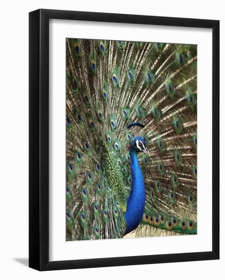 Los Angeles Zoo 1996-Nick Ut-Framed Photographic Print