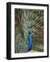 Los Angeles Zoo 1996-Nick Ut-Framed Photographic Print