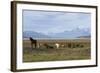 Los Glaciares National Park, Patagonia, Argentina-Peter Groenendijk-Framed Photographic Print