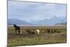 Los Glaciares National Park, Patagonia, Argentina-Peter Groenendijk-Mounted Photographic Print