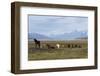 Los Glaciares National Park, Patagonia, Argentina-Peter Groenendijk-Framed Photographic Print