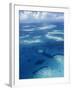 Los Roques, Venezuela-null-Framed Photographic Print